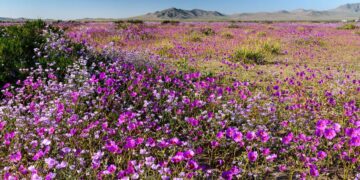 Dal vuoto assoluto a un’esplosione di vita: il mistero del deserto che rifiorisce una volta ogni dieci anni