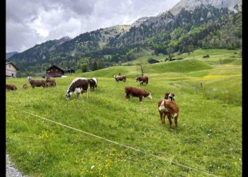 Emergenza erba negli alpeggi piemontesi