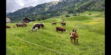 Emergenza erba negli alpeggi piemontesi