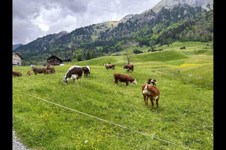 Emergenza erba negli alpeggi piemontesi