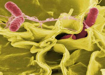 Il batterio Salmonella Typhimurium