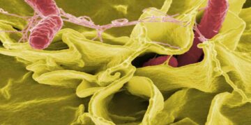 Il batterio Salmonella Typhimurium