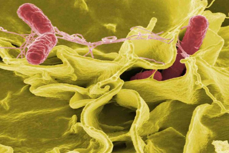 Il batterio Salmonella Typhimurium