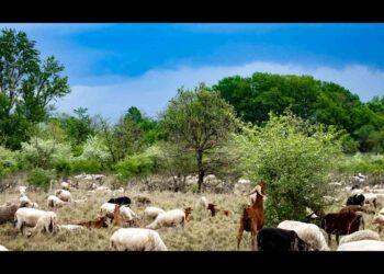 Invasione di capre sta mettendo a rischio Ginostra