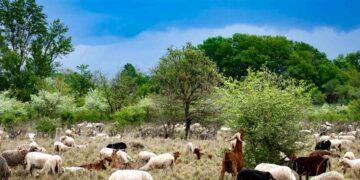 Invasione di capre sta mettendo a rischio Ginostra