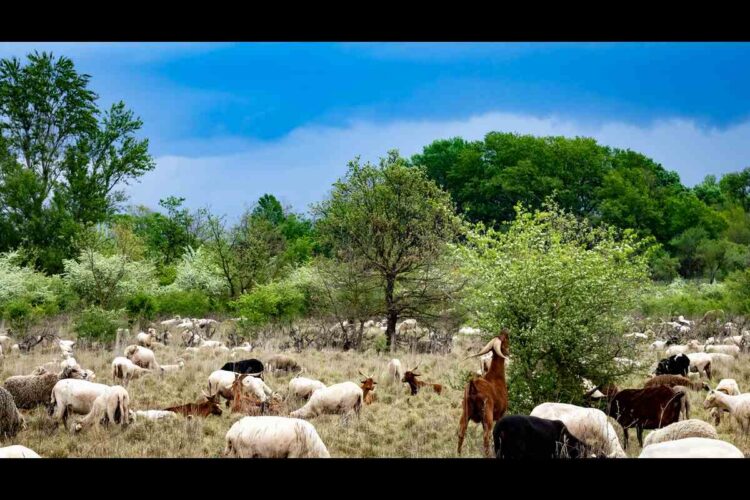 Invasione di capre sta mettendo a rischio Ginostra