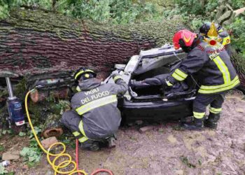 La quercia caduta a Ferrandina