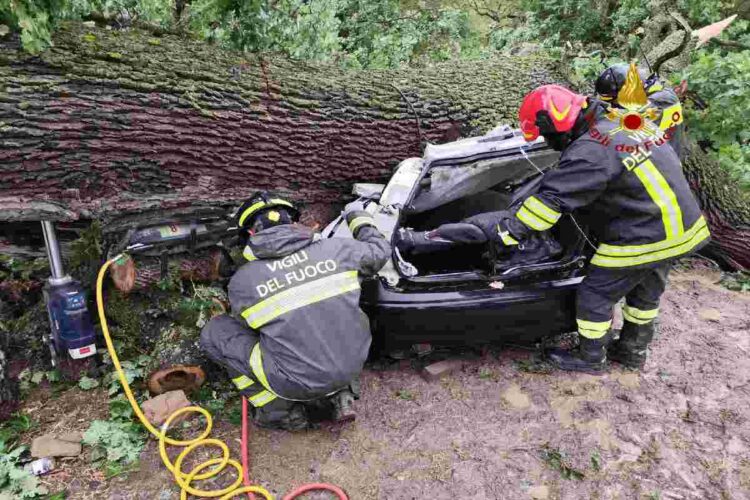 La quercia caduta a Ferrandina