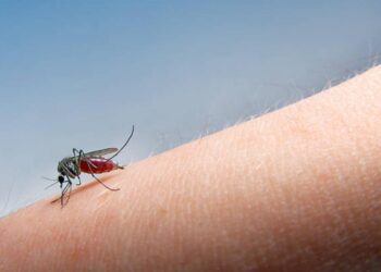 Nuovo caso di West Nile in Sardegna
