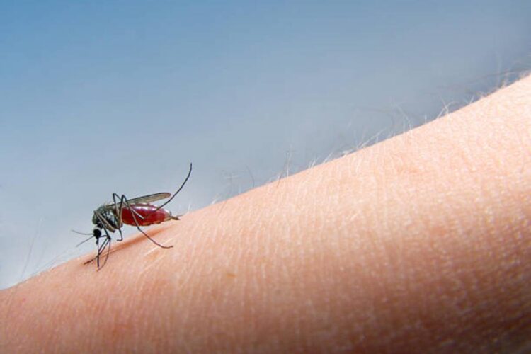 Nuovo caso di West Nile in Sardegna