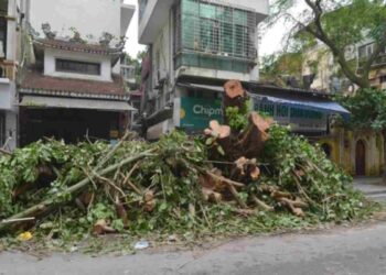 Tifone Kajiki in Vietnam