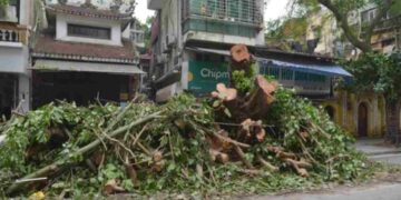 Tifone Kajiki in Vietnam