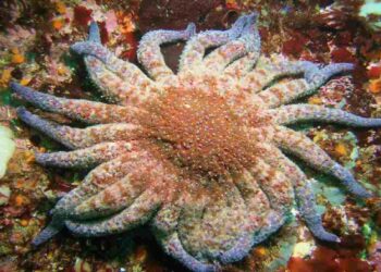 Una stella marina girasole