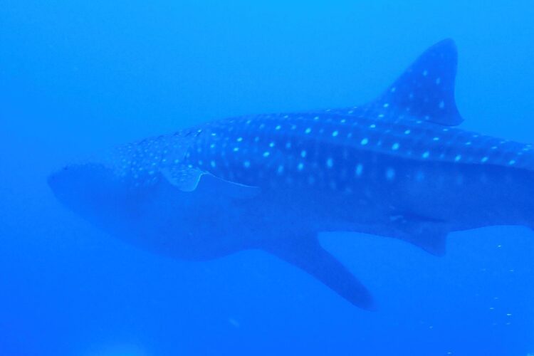 Uno squalo balena