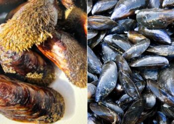 Cozze e cozze pelose: non sono la stessa cosa – ecco come sceglierle e quando mangiarle