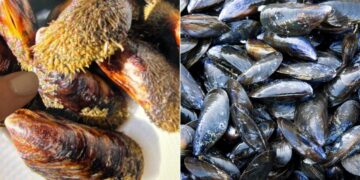 Cozze e cozze pelose: non sono la stessa cosa – ecco come sceglierle e quando mangiarle