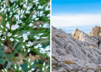 Solo chi cammina tra i sentieri del Gran Sasso può ammirare questo fiore ultra-raro: non cresce da nessun’altra parte in Italia e resiste come un miracolo della natura
