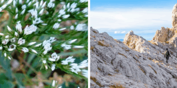 Solo chi cammina tra i sentieri del Gran Sasso può ammirare questo fiore ultra-raro: non cresce da nessun’altra parte in Italia e resiste come un miracolo della natura