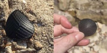 I dischetti neri che si trovano sulle spiagge