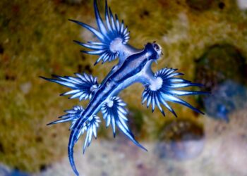Un esemplare di drago blu