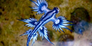 Un esemplare di drago blu