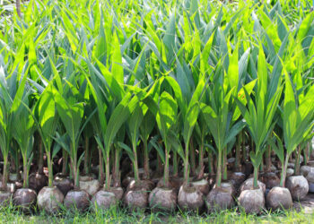 Da una semplice noce di cocco nasce una palma: il metodo naturale che puoi fare anche a casa