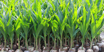 Da una semplice noce di cocco nasce una palma: il metodo naturale che puoi fare anche a casa