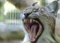 Una lince che sbadiglia