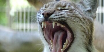 Una lince che sbadiglia