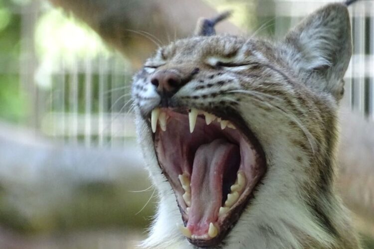 Una lince che sbadiglia