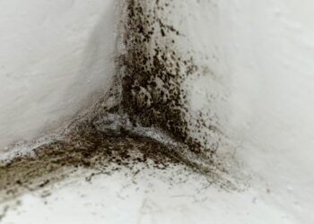 Muffa nera in bagno? Il rimedio più efficace è già nella tua dispensa (e non è la candeggina)