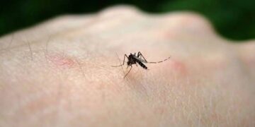 West Nile, 31 casi a Oristano nel 2025: rafforzati i controlli sanitari