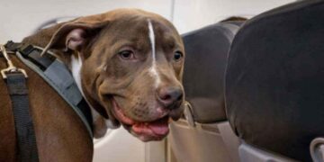 Al via in Italia il primo volo con cani di grossa taglia in cabina