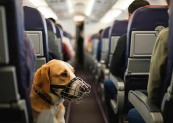 Cane in aereo