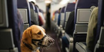 Cane in aereo