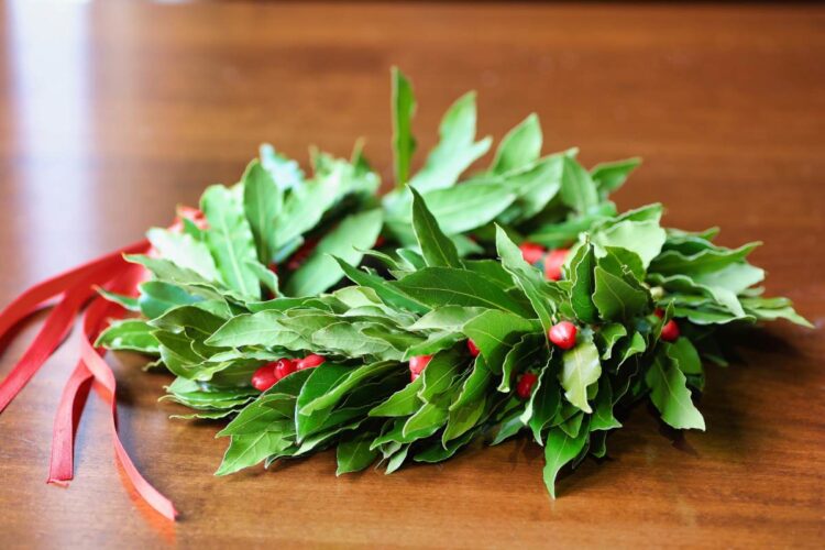 Corona d'alloro della laurea