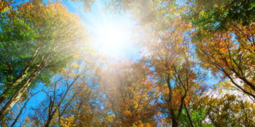 Alcune piante si muovono per cercare la luce e “camminano” nel corso degli anni