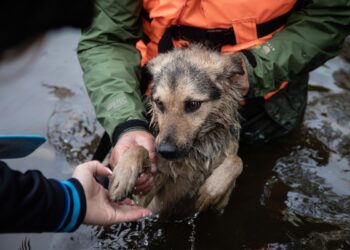 Emergenze climatiche e calamità, cane durante alluvione@alanews.it