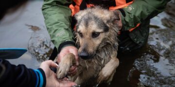 Emergenze climatiche e calamità, cane durante alluvione@alanews.it