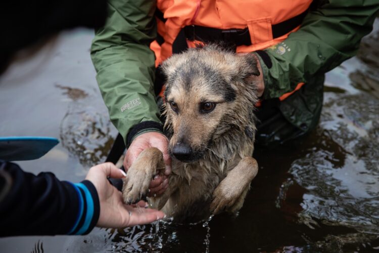 Emergenze climatiche e calamità, cane durante alluvione@alanews.it