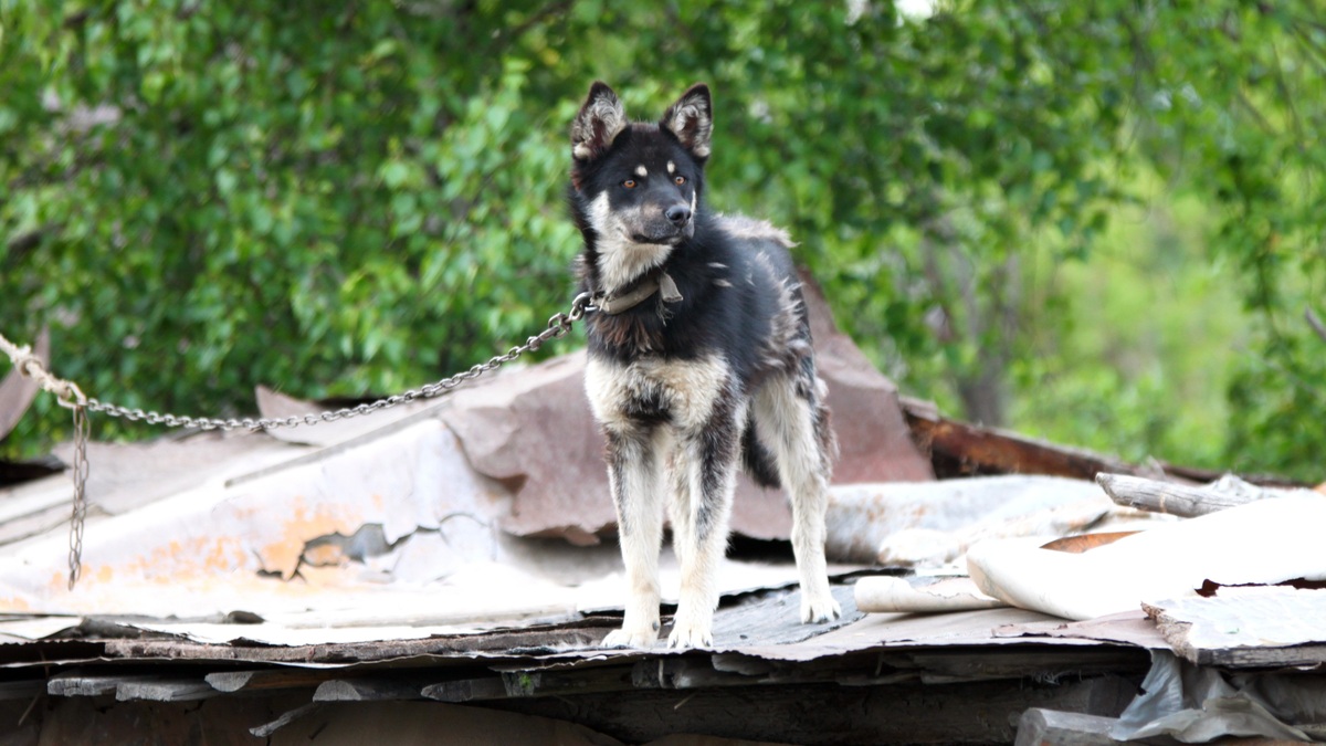 Emergenze climatiche e calamità, cane su un tetto durante alluvione@alanews.it