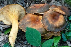 Una foto del fungo dell'ulivo