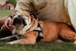 Roscoe, il cane di Hamilton