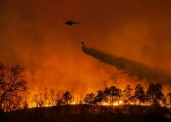 Incendi in Europa: l'allarme del WWF