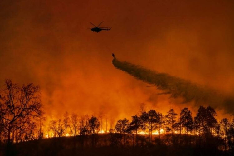 Incendi in Europa: l'allarme del WWF