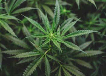 Legalizzazione della Cannabis in Germania