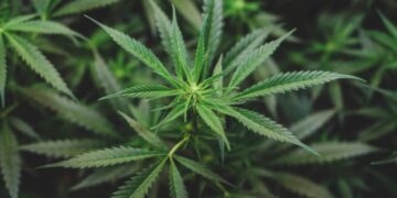 Legalizzazione della Cannabis in Germania