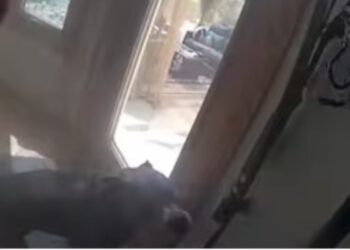 L'incredibile storia del cane eroe Oakley