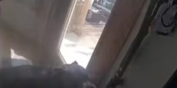 L'incredibile storia del cane eroe Oakley