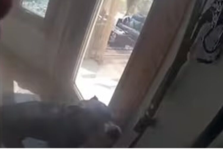 L'incredibile storia del cane eroe Oakley